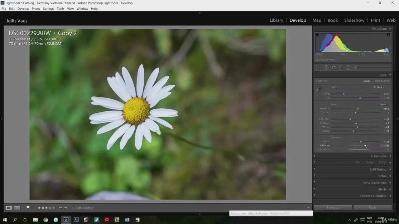 Adobe Lightroom Develop module displaying a daisy photo with visible editing sliders and histogram controls