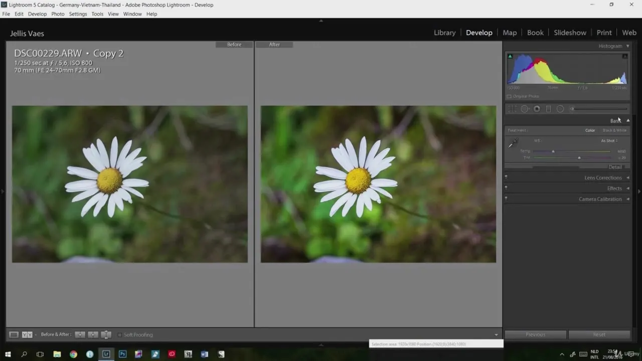 Adobe Lightroom Develop module showing a before and after comparison of a daisy photo with editing controls on the right